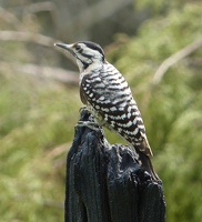 Ladder-backed Woodpecker